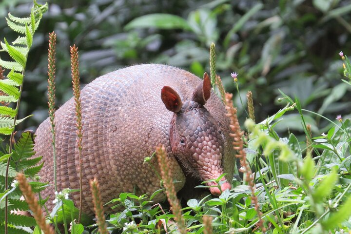 Natural History Tour at Curi Cancha Reserve in Monteverde - Photo 1 of 9